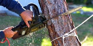 Best Tree Preservation Services  in Agoura Hills, CA