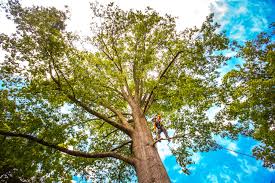 Best Stump Grinding and Removal  in Agoura Hills, CA