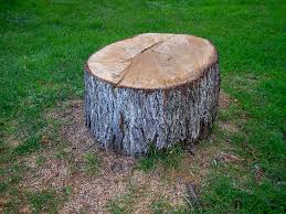 Best Tree Cabling and Bracing  in Agoura Hills, CA