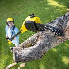 Reliable Agoura Hills, CA Tree Care Solutions