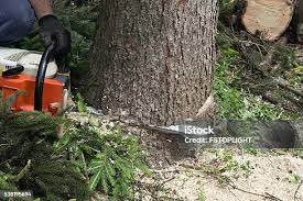 Best Leaf Removal  in Agoura Hills, CA