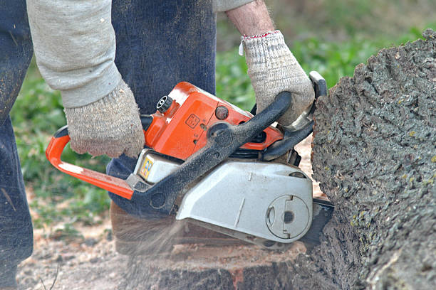 Best Tree Trimming and Pruning  in Agoura Hills, CA