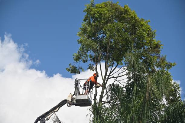 Best Commercial Tree Services  in Agoura Hills, CA