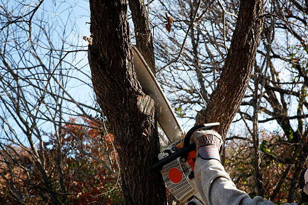 How Our Tree Care Process Works  in  Agoura Hills, CA
