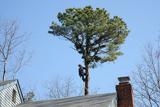 Best Arborist Consultation Services  in Agoura Hills, CA
