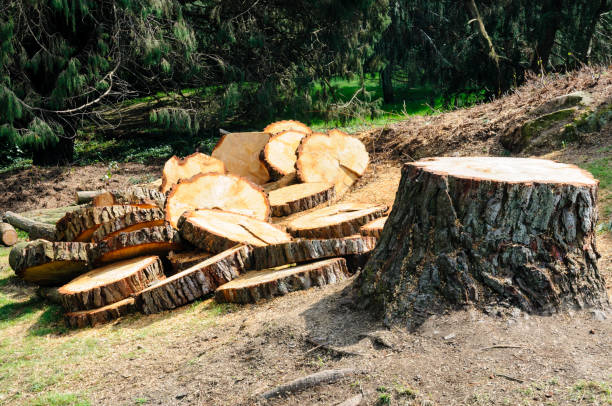 Best Seasonal Cleanup (Spring/Fall)  in Agoura Hills, CA